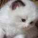 „Vogue” Ragdoll girl!😍💖😍