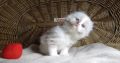 „Voyage” Ragdoll girl! 🥰❤️😍