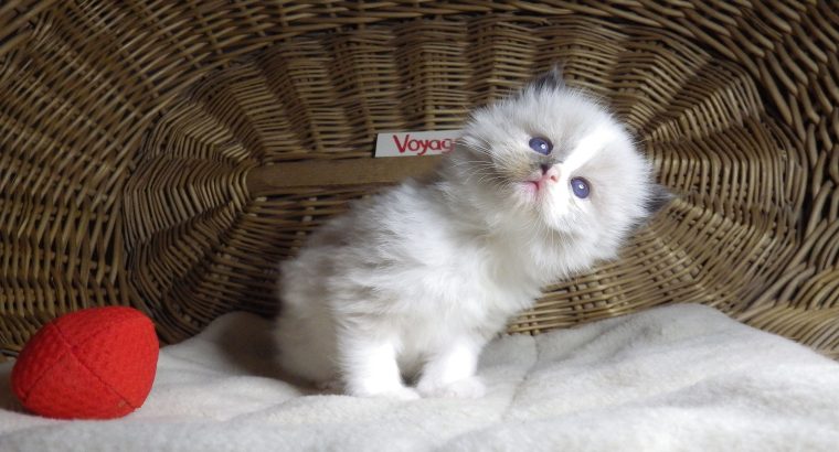 „Voyage” Ragdoll girl! 🥰❤️😍