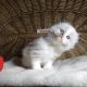 „Voyage” Ragdoll girl! 🥰❤️😍