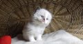 „Voyage” Ragdoll girl! 🥰❤️😍