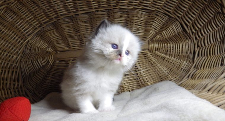 „Voyage” Ragdoll girl! 🥰❤️😍