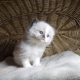 „Voyage” Ragdoll girl! 🥰❤️😍