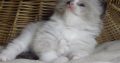 „Voyage” Ragdoll girl! 🥰❤️😍