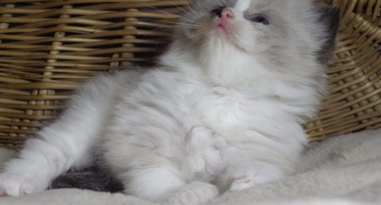 „Voyage” Ragdoll girl! 🥰❤️😍