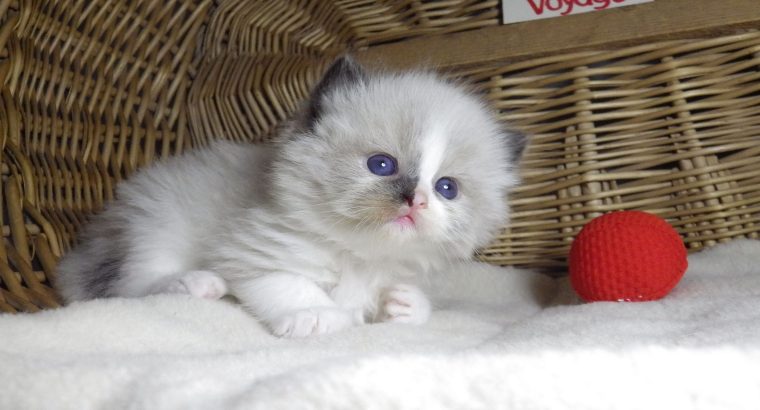 „Voyage” Ragdoll girl! 🥰❤️😍