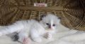 „Voyage” Ragdoll girl! 🥰❤️😍