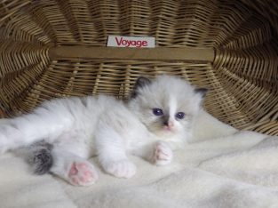 „Voyage” Ragdoll girl! 🥰❤️😍