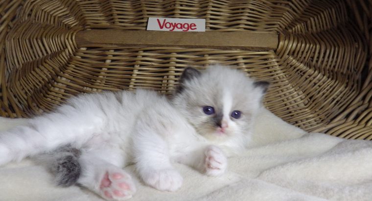 „Voyage” Ragdoll girl! 🥰❤️😍