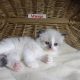 „Voyage” Ragdoll girl! 🥰❤️😍