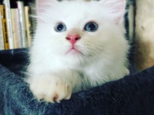 Toby