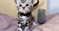 Brit rövidszőrű tabby kandúrka
