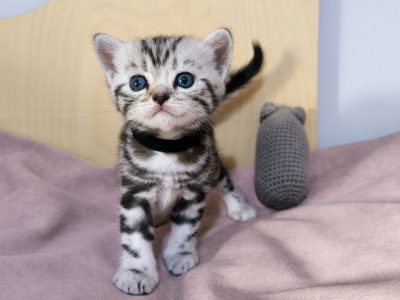 Brit rövidszőrű tabby kandúrka