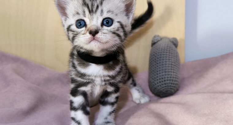 Brit rövidszőrű tabby kandúrka