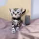 Brit rövidszőrű tabby kandúrka