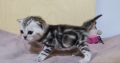 Brit rövidszőrű tabby kislány