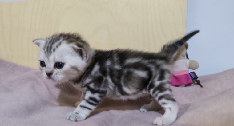 Brit rövidszőrű tabby kislány