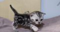 Brit rövidszőrű tabby kislány
