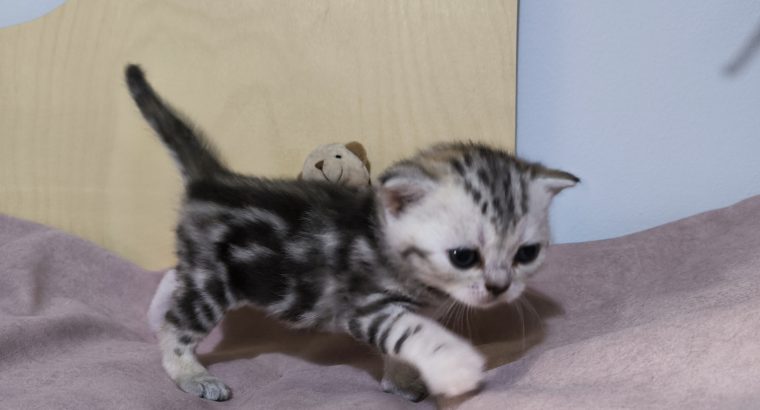 Brit rövidszőrű tabby kislány