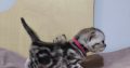 Brit rövidszőrű tabby kislány