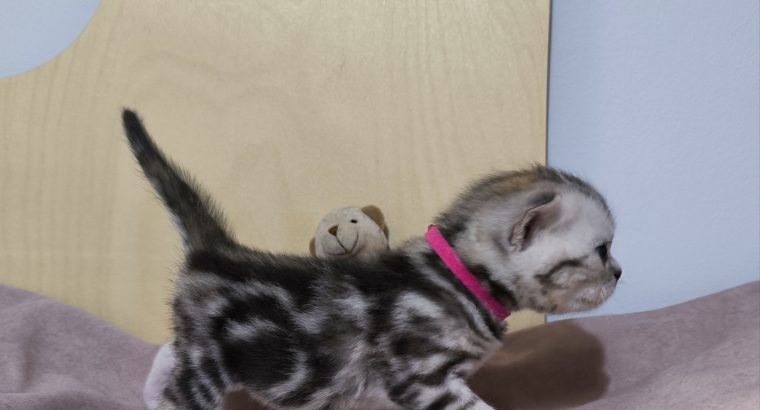 Brit rövidszőrű tabby kislány