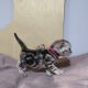 Brit rövidszőrű tabby kislány