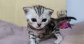 Brit rövidszőrű tabby kislány