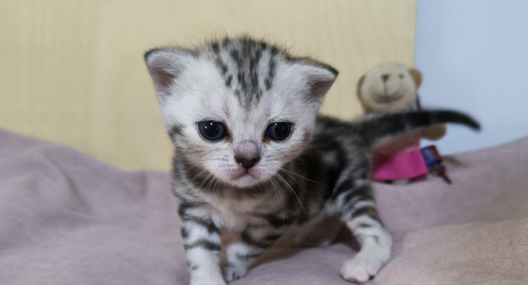 Brit rövidszőrű tabby kislány