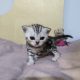 Brit rövidszőrű tabby kislány
