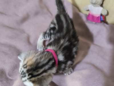 Brit rövidszőrű tabby kislány