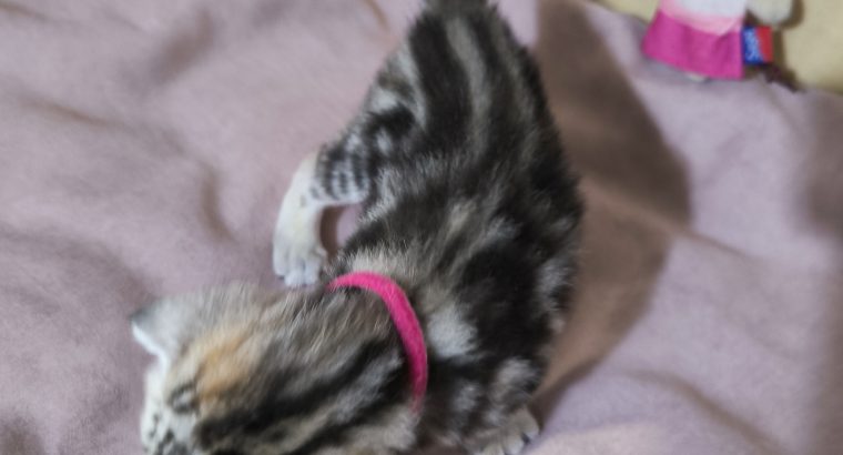 Brit rövidszőrű tabby kislány