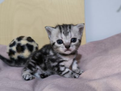 Brit rövidszőrű tabby kislány