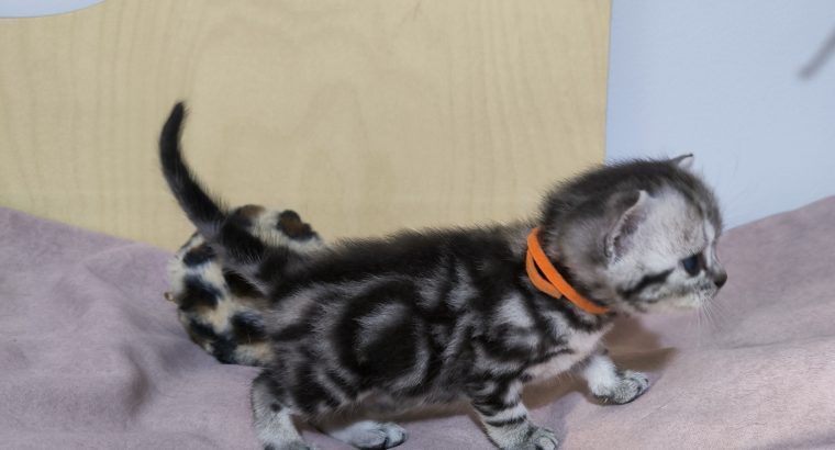 Brit rövidszőrű tabby kislány