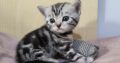 Brit rövidszőrű tabby kandúrka