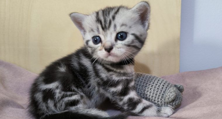 Brit rövidszőrű tabby kandúrka