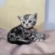 Brit rövidszőrű tabby kandúrka