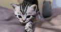Brit rövidszőrű tabby kandúrka