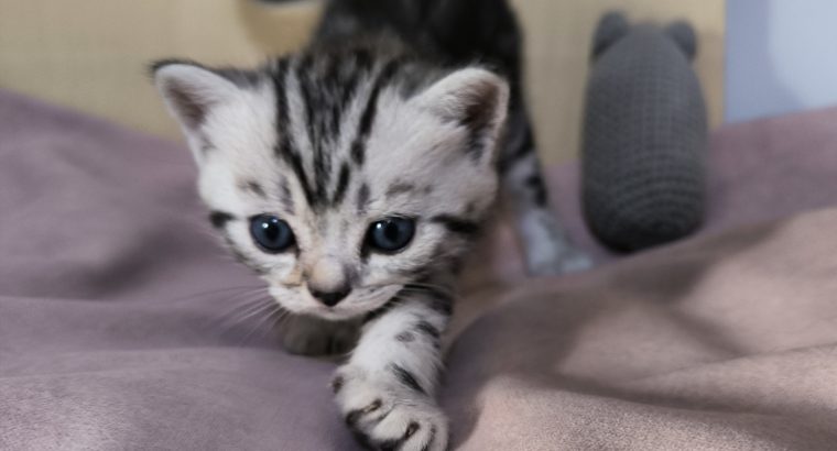 Brit rövidszőrű tabby kandúrka