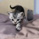 Brit rövidszőrű tabby kandúrka