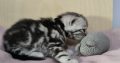Brit rövidszőrű tabby kandúrka