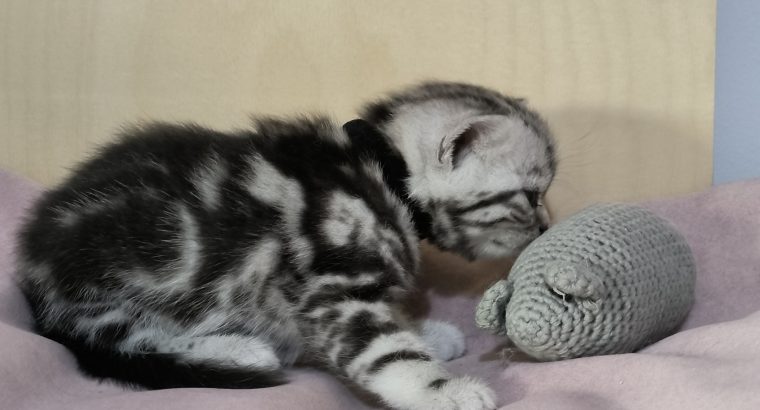 Brit rövidszőrű tabby kandúrka