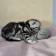 Brit rövidszőrű tabby kandúrka