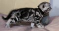 Brit rövidszőrű tabby kandúrka