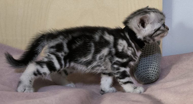 Brit rövidszőrű tabby kandúrka