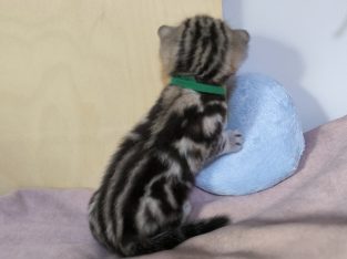Brit rövidszőrű tabby kandúrka
