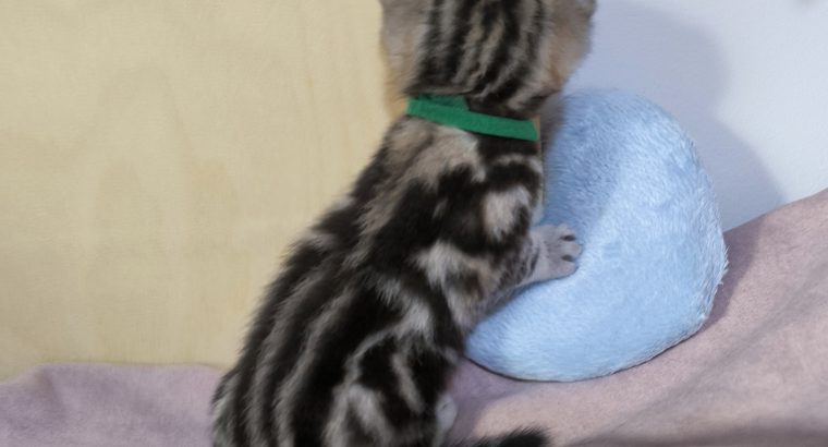 Brit rövidszőrű tabby kandúrka
