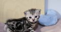 Brit rövidszőrű tabby kandúrka