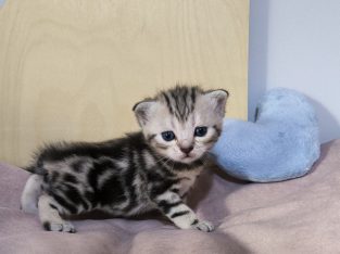 Brit rövidszőrű tabby kandúrka