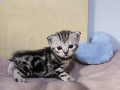 Brit rövidszőrű tabby kandúrka
