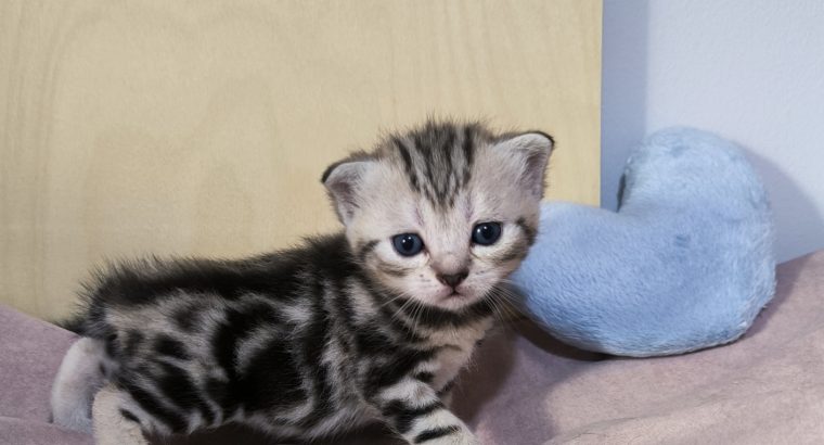 Brit rövidszőrű tabby kandúrka